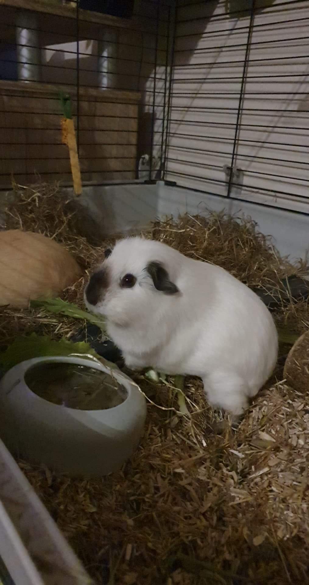 Kleine Knaagdieren Opvang 1