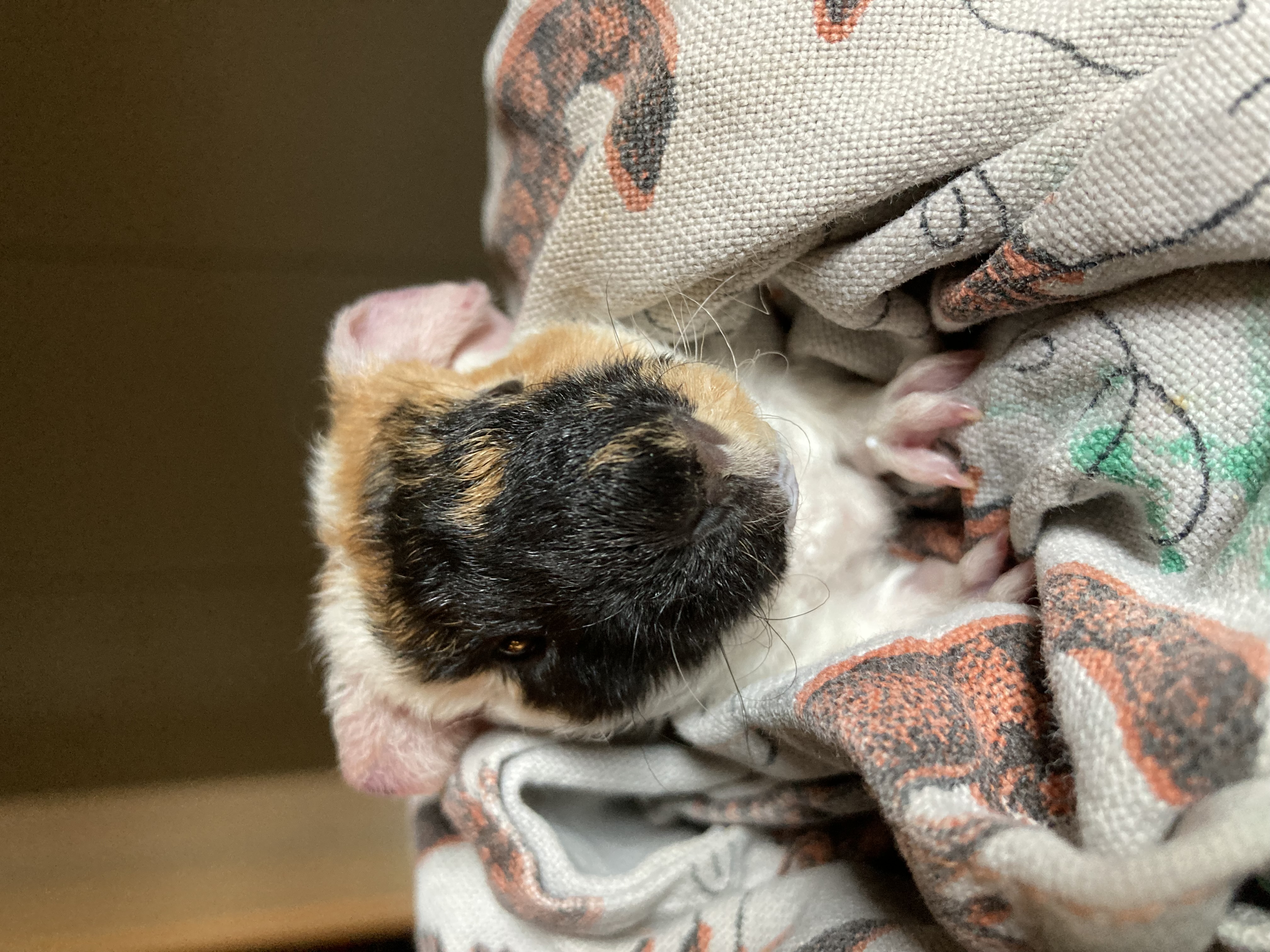 Vakantieopvang Cavia's Opvang Vlaardingen 1