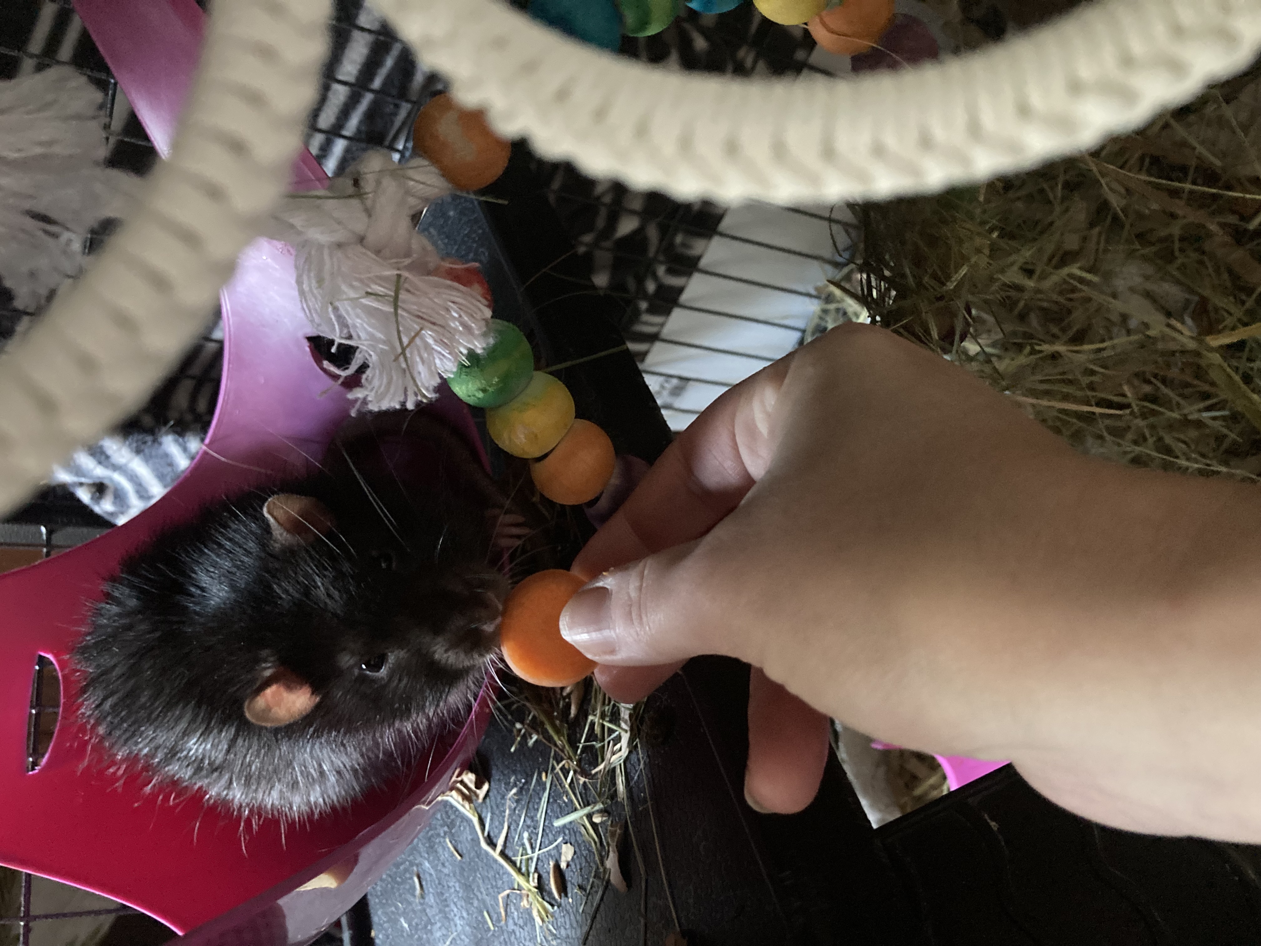 Vakantieopvang Kleine Knaagdieren Opvang Vlaardingen 3