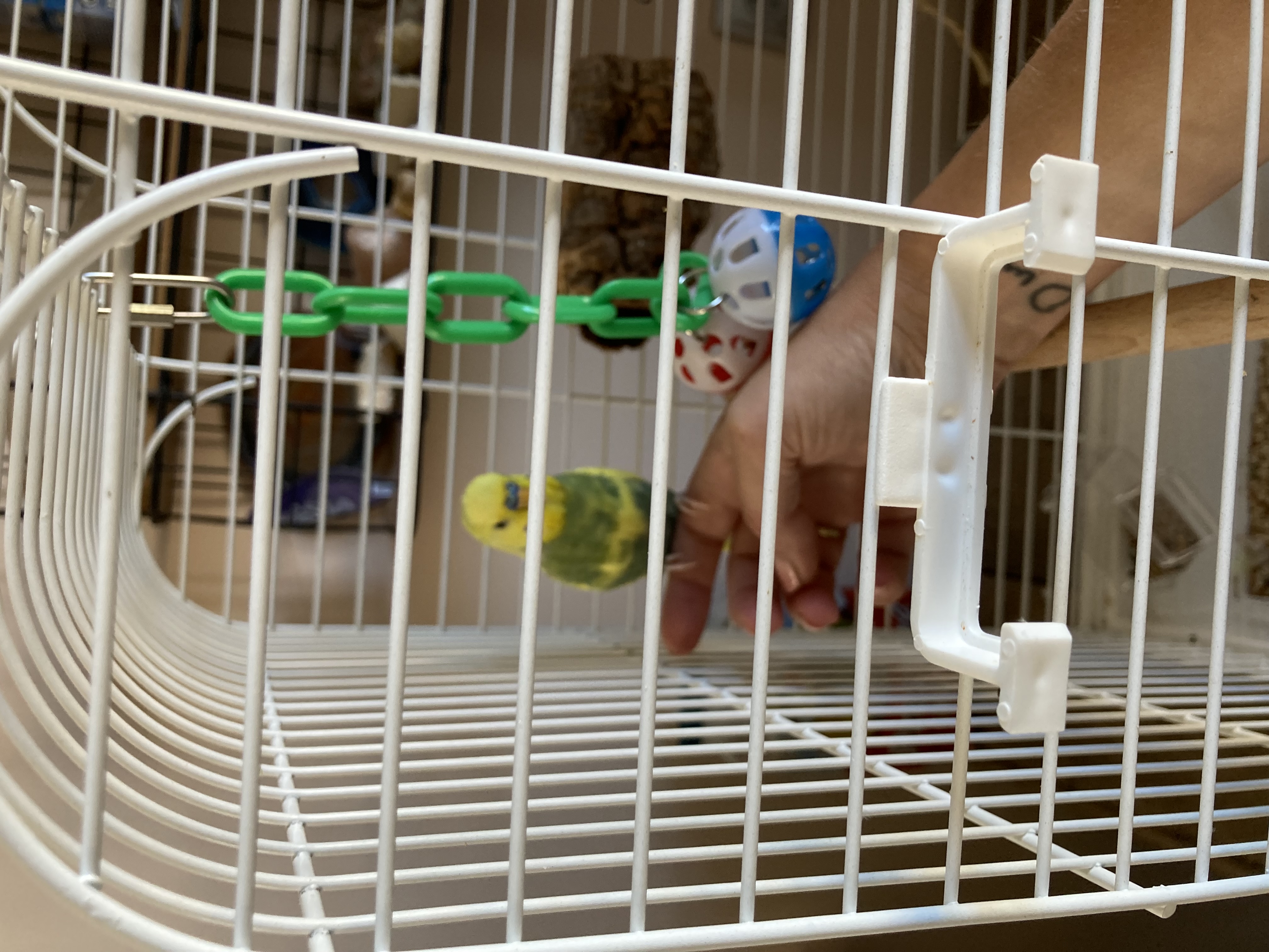 Vakantieopvang Vogels Opvang Vlaardingen 4