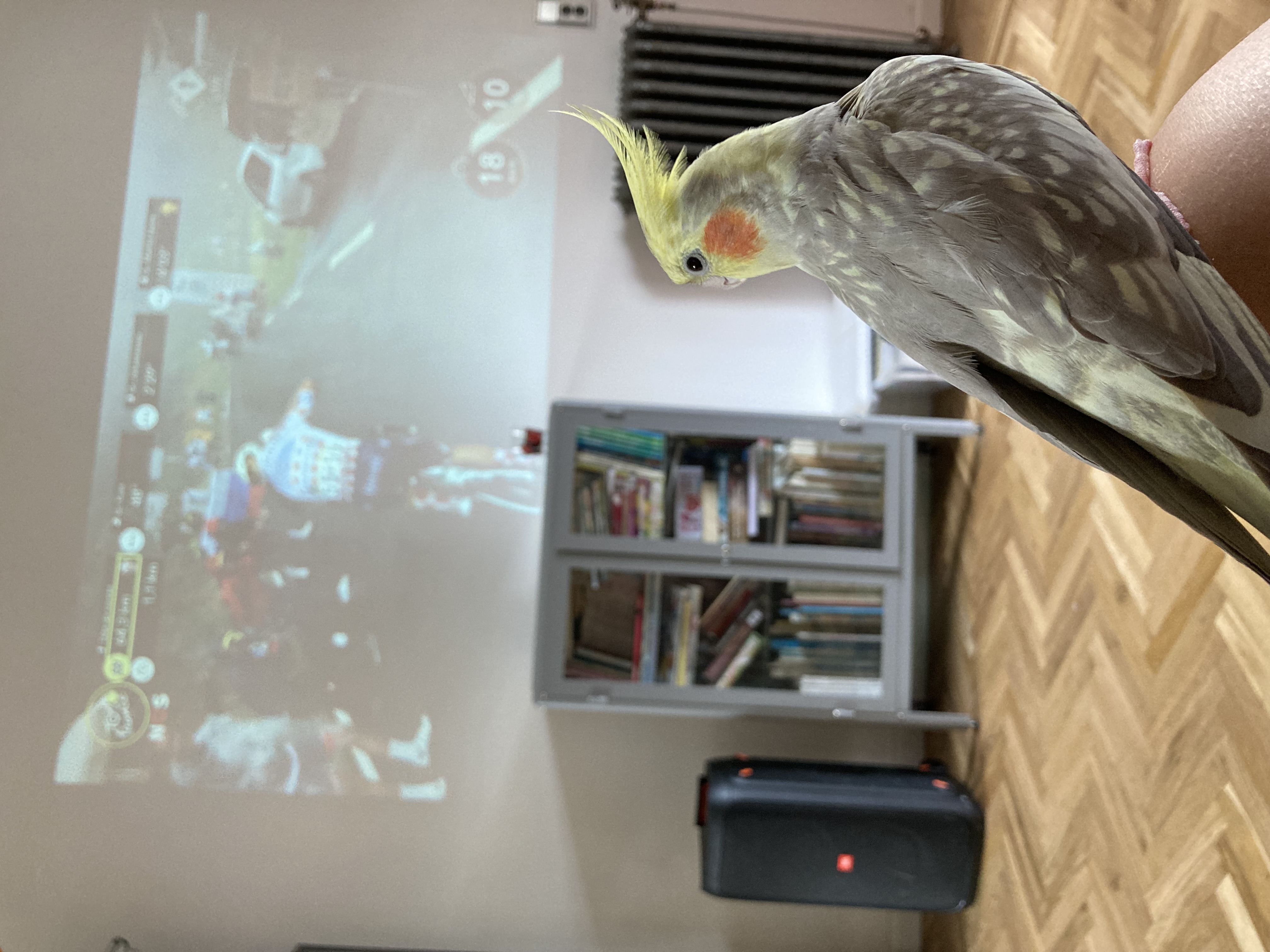 Vakantieopvang Vogels Opvang Vlaardingen 2