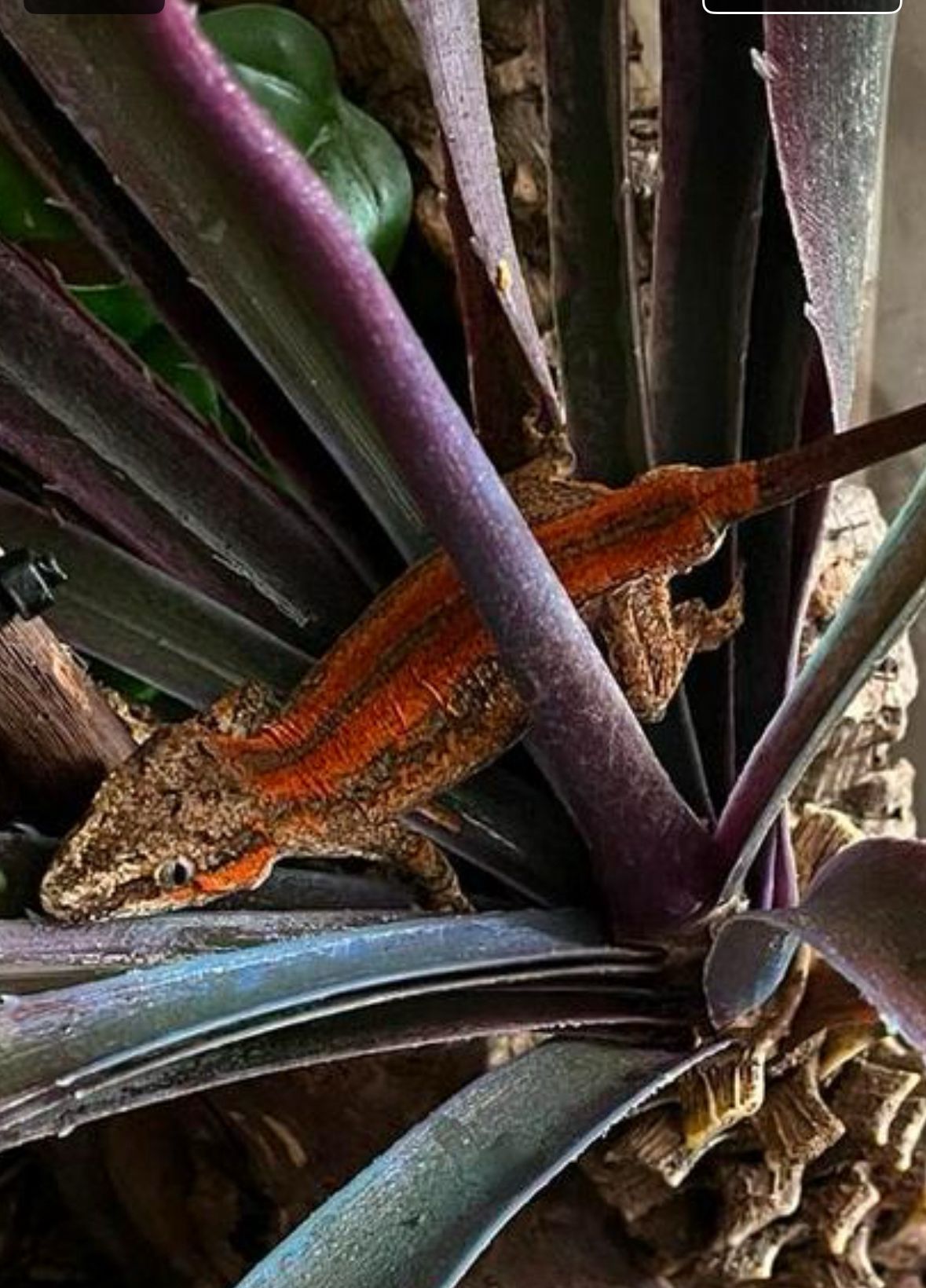 Vakantieopvang Reptielen Opvang Vlaardingen 5