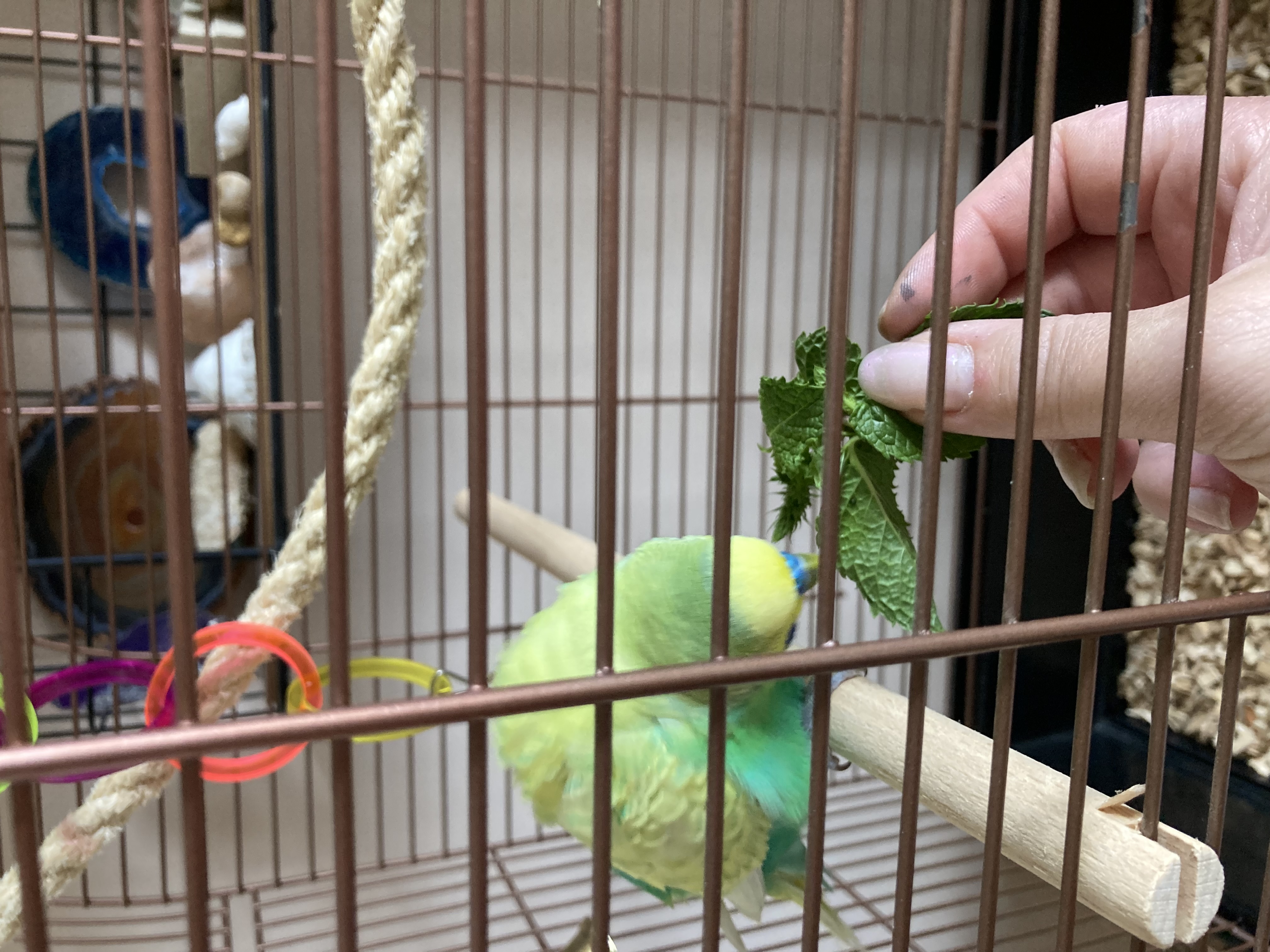 Vakantieopvang Vogels Opvang Vlaardingen 1