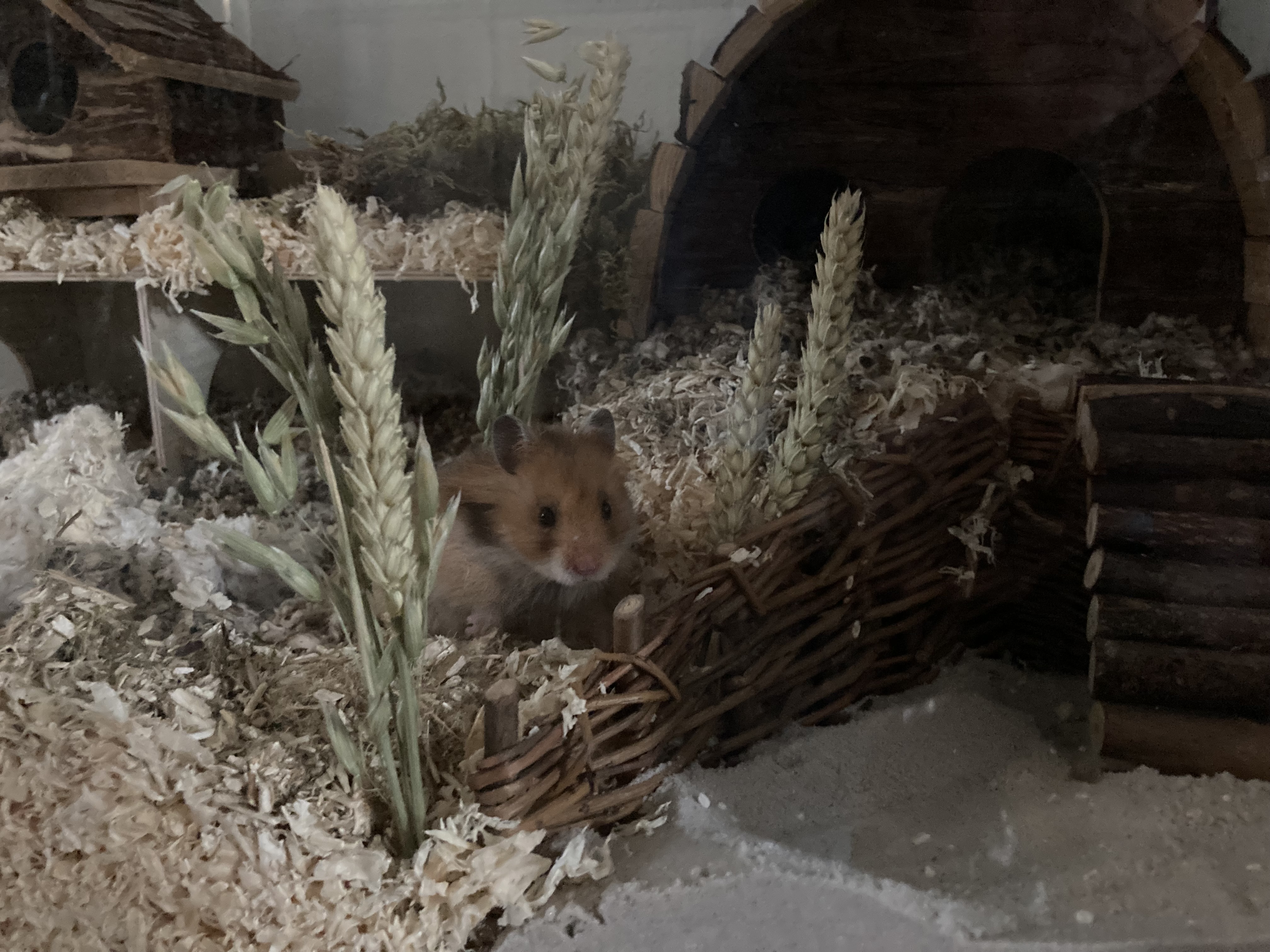 Vakantieopvang Kleine Knaagdieren Opvang Vlaardingen 4