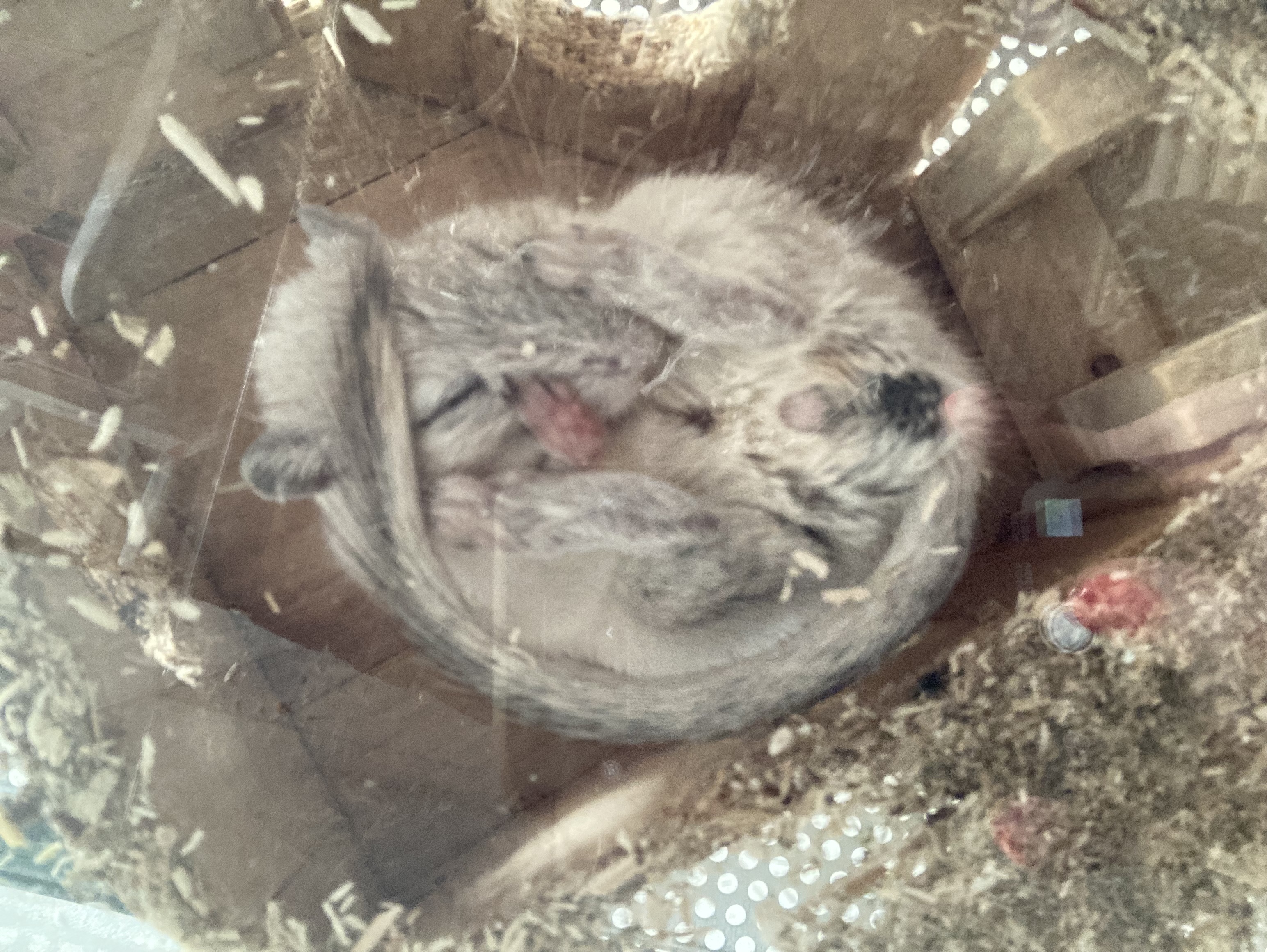 Vakantieopvang Kleine Knaagdieren Opvang Vlaardingen 2