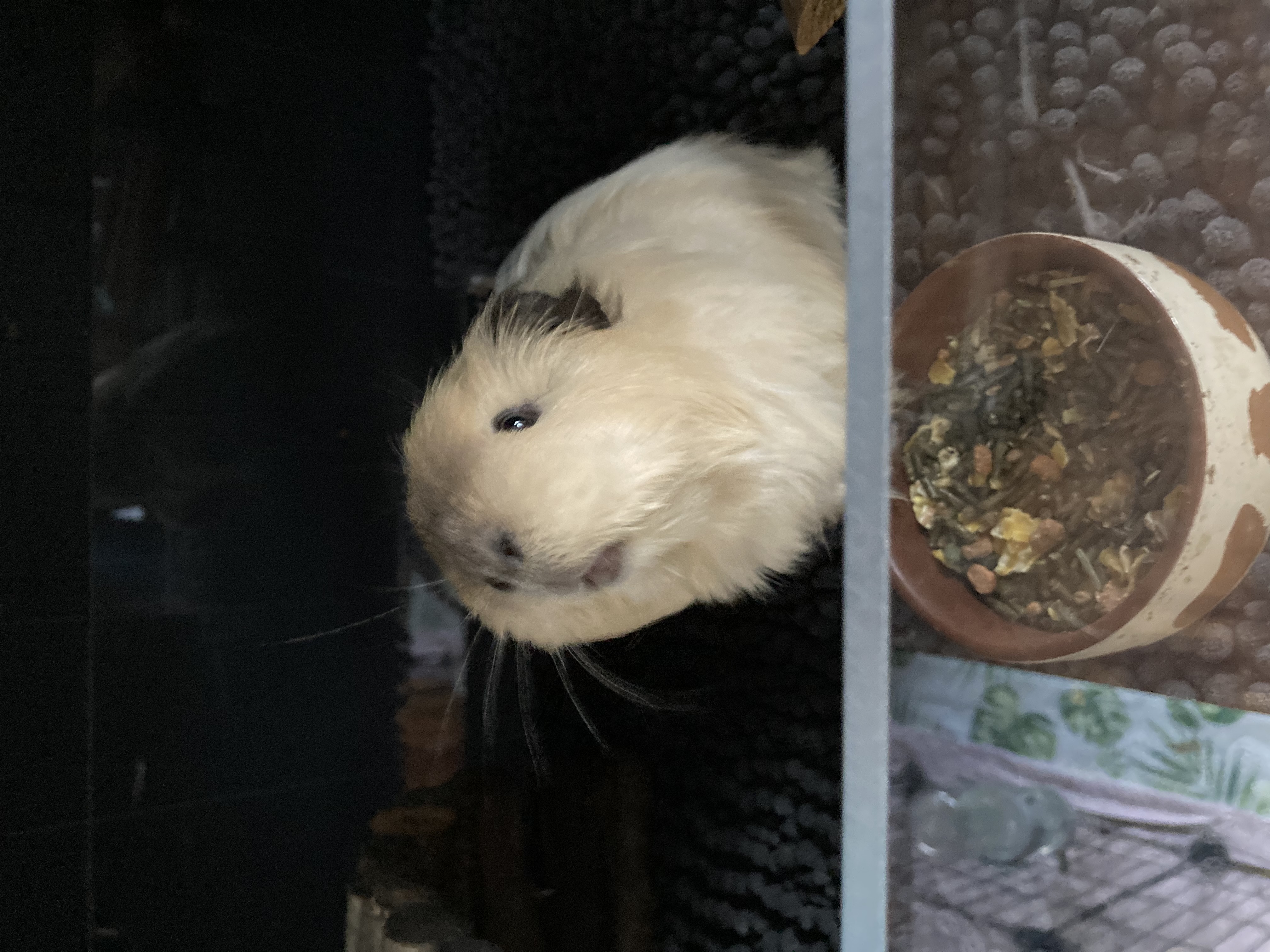Vakantieopvang Cavia's Opvang Vlaardingen 5