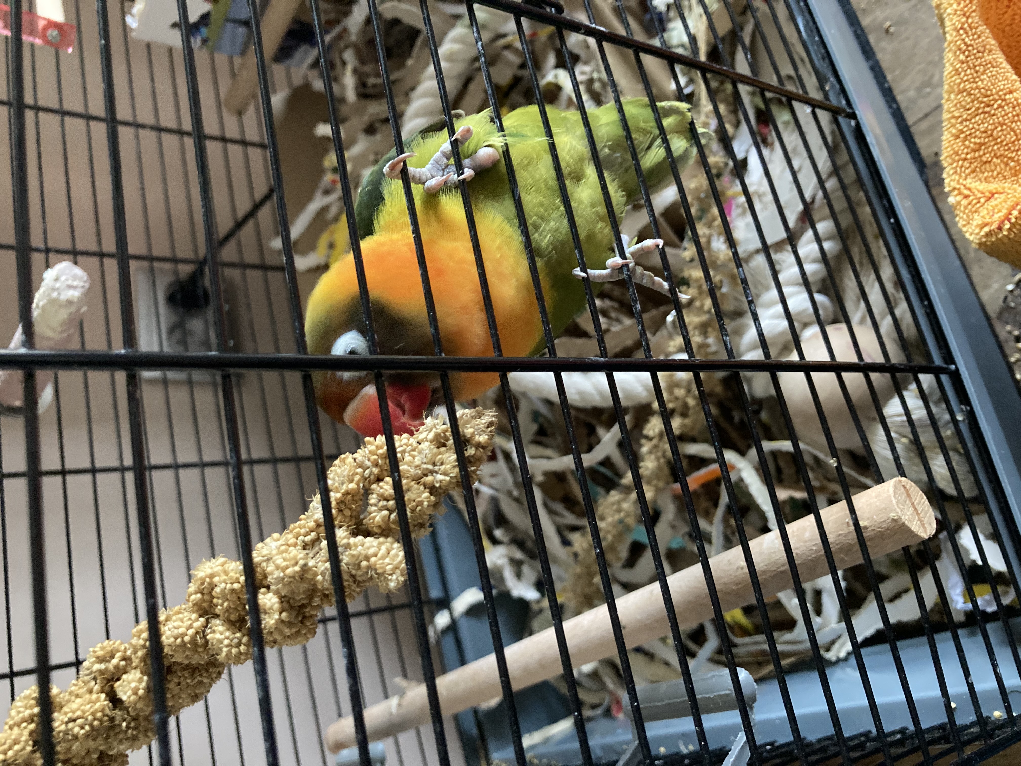Vakantieopvang Vogels Opvang Vlaardingen 3
