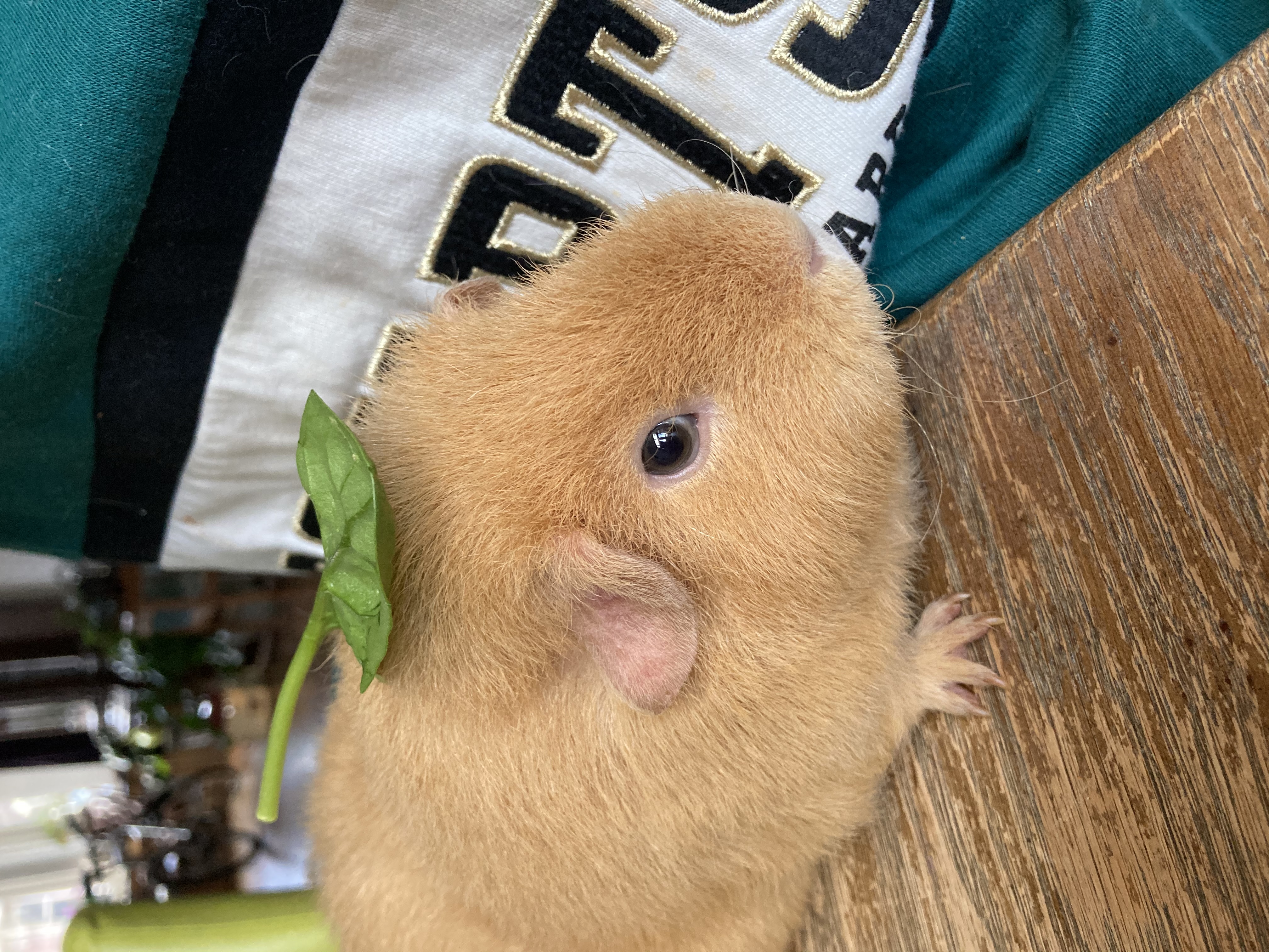 Vakantieopvang Cavia's Opvang Vlaardingen 4