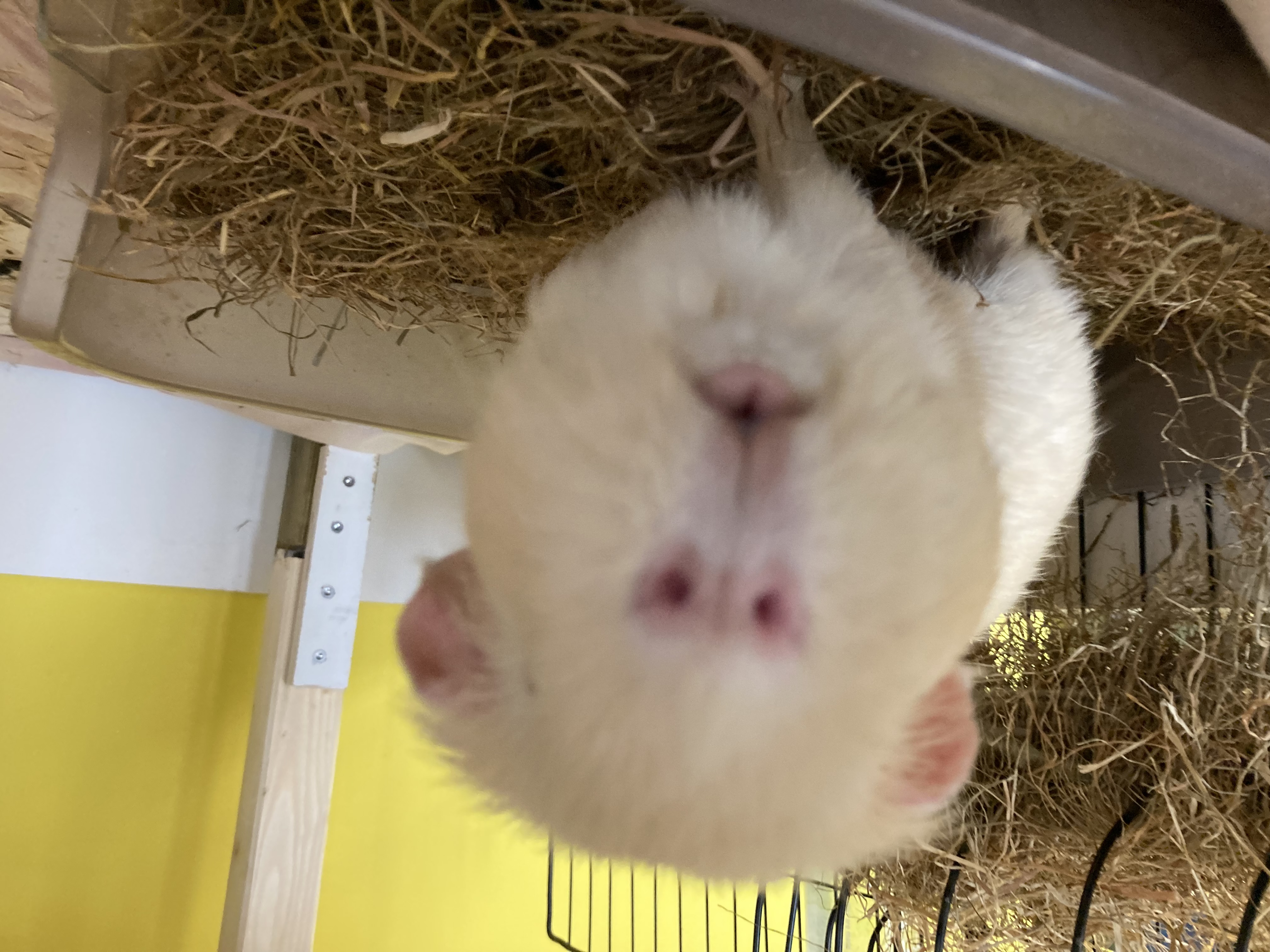 Vakantieopvang Cavia's Opvang Vlaardingen 2