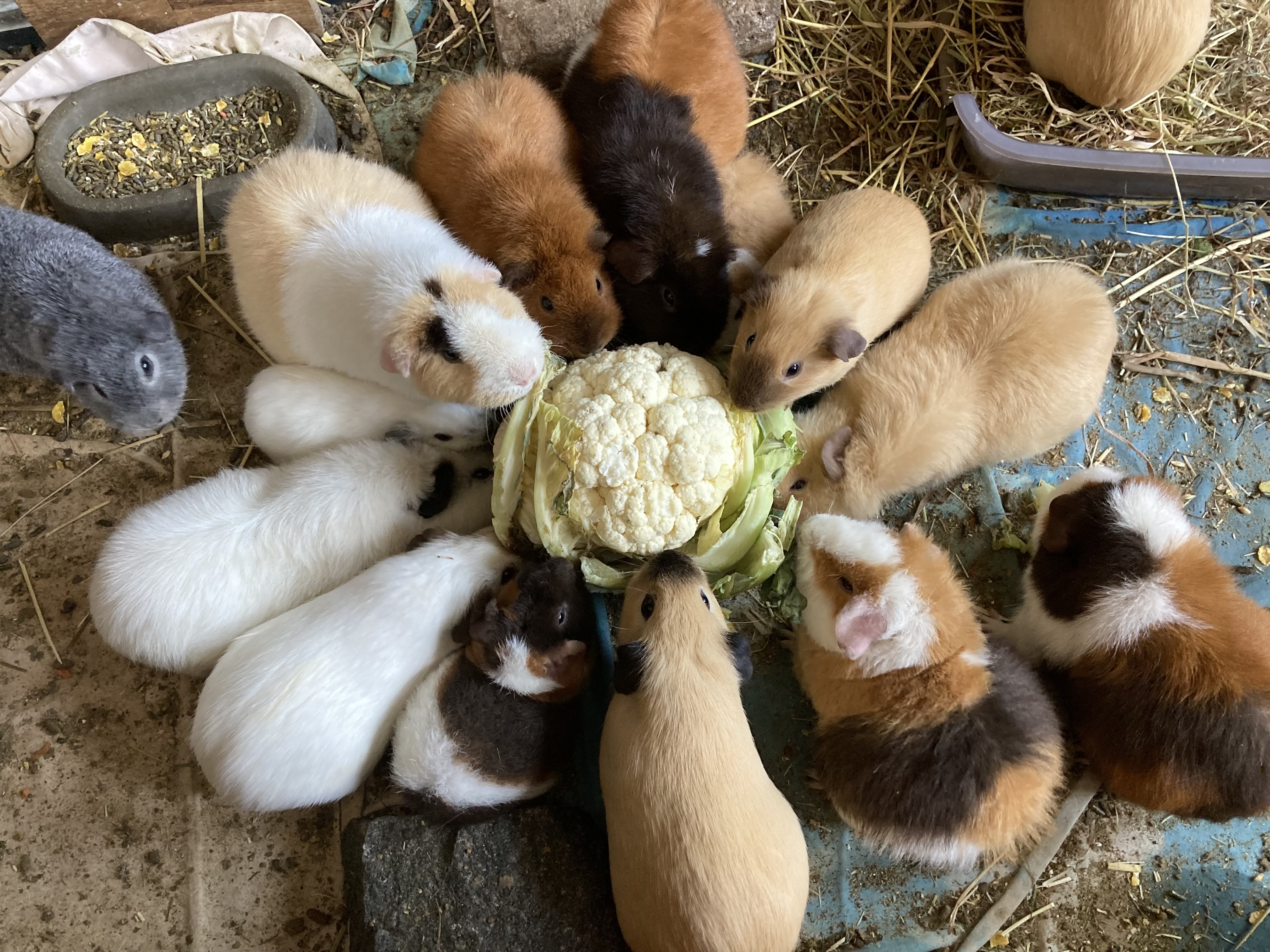 Vakantieopvang Cavia's Opvang Vlaardingen 3