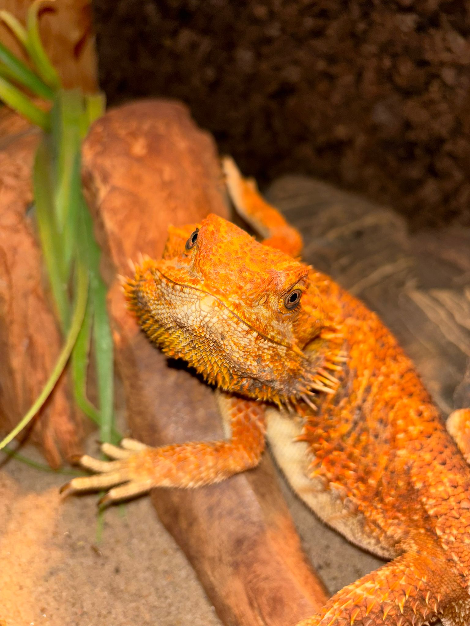 Vakantieopvang Reptielen Opvang Vlaardingen 3